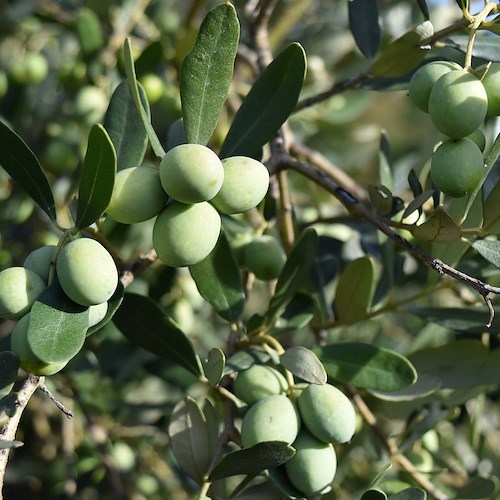 Andria, rinvenute 1.200 kg di olive di provenienza furtiva: ricavato donato in beneficenza