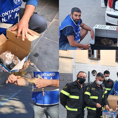 Animali in difficoltà, l’appello di ENPA Costa d’Amalfi: «Cerchiamo un aiuto economico e forza lavoro»