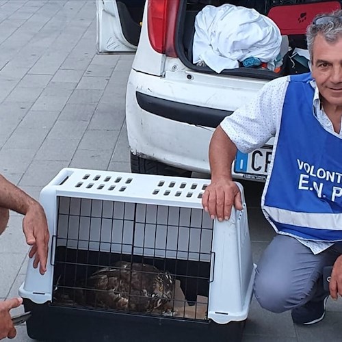 Animali in difficoltà, l’appello di ENPA Costa d’Amalfi: «Cerchiamo un aiuto economico e forza lavoro»