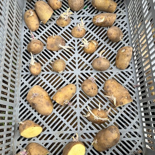 Aria di primavera a Positano, Fabio Fusco assicura: «È il momento migliore per seminare le patate» /FOTO