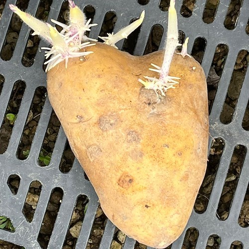 Aria di primavera a Positano, Fabio Fusco assicura: «È il momento migliore per seminare le patate» /FOTO