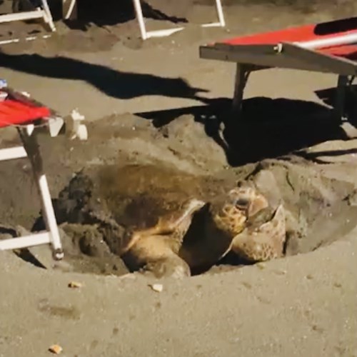 Ascea Marina, nidificazione tartarughe Caretta caretta a rischio. Villani (M5s): «Attrezzata spiaggia per evitare estinzione» 