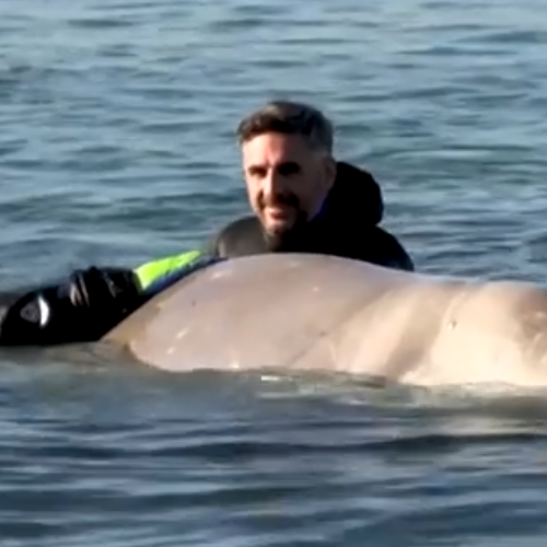 Atene, balena ferita arenata sulla spiaggia: corsa contro il tempo per salvarla 