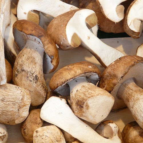 Funghi porcini <br />&copy; Hans su Pixabay