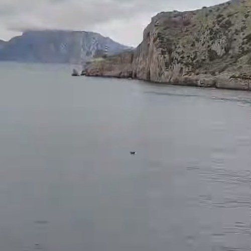 Avvistamento di delfini nella Baia di Ieranto<br />&copy; Ala Eddine Said