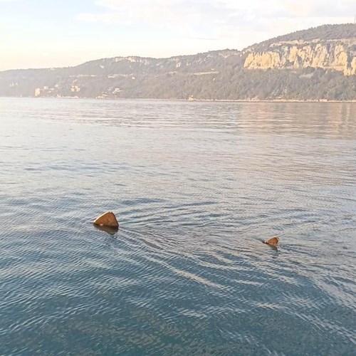 a Trieste uno squalo elefante <br />&copy; Area Marina Protetta Miramare