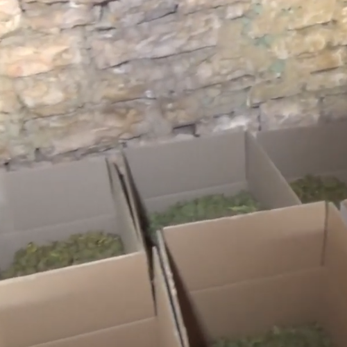 Bari, sequestrati 900 kg di marijuana: la droga era stoccata in una stalla abbandonata 