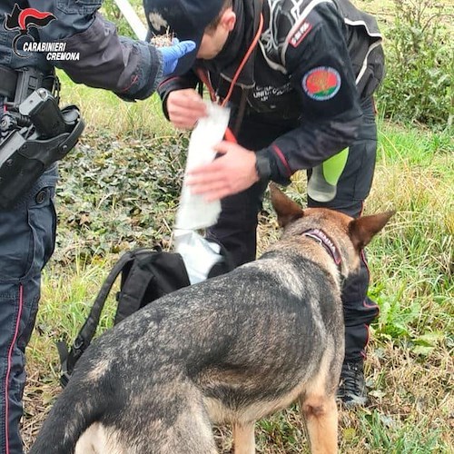 Bocconi avvelenati sulla ciclabile per Offanengo, a scovarle ci pensa il cane "carabiniere" 