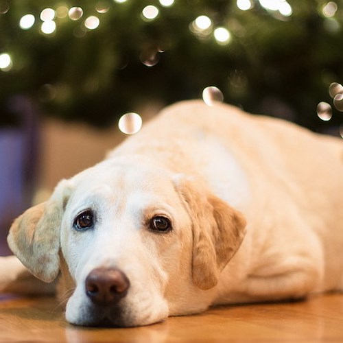 Botti di Capodanno: appello dell'Enpa ai sindaci e i consigli ai padroni di cani