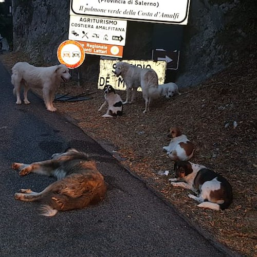 Branco di cani randagi creava pericolo sulla SP2 a Tramonti, interviene l'ENPA: «Emanare regolamento comunale»