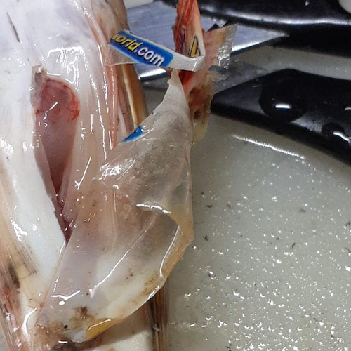Bustina di plastica all’interno di un coccio preso in pescheria a Salerno: l'amara scoperta del sindaco di Baronissi