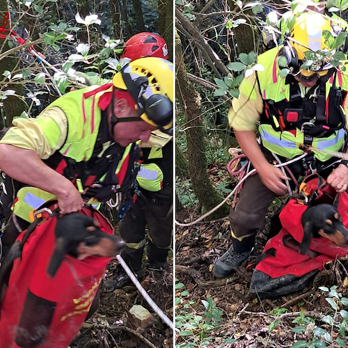 Cade in un burrone durante battuta di caccia a Roscigno, cane salvato dai vigili del fuoco 