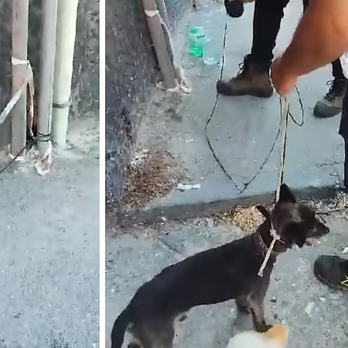 Cane abbandonato e legato a Napoli<br />&copy; Gennaro Alessio e Pasquale Caccavale