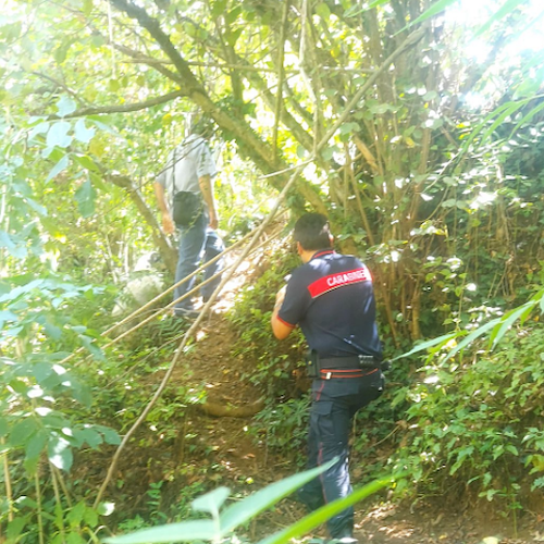 Cane impiccato in una trappola per cinghiali, il ritrovamento a Cava de' Tirreni 