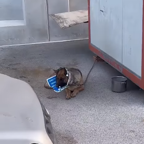 Cane in pessime condizioni a Marcianise, la denuncia social: «Aveva cartelli al collo, scena che spezza il cuore»