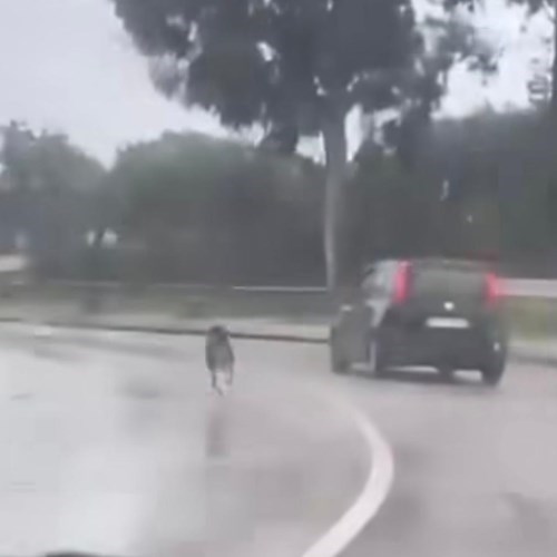 Cane insegue l’auto del padrone che lo ha abbandonato<br />&copy; Raffaella Mennoia
