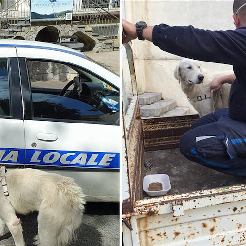 Cane pastore girovagava per Positano, stanca ed affamata è stata salvata dai residenti e riportata ad Agerola