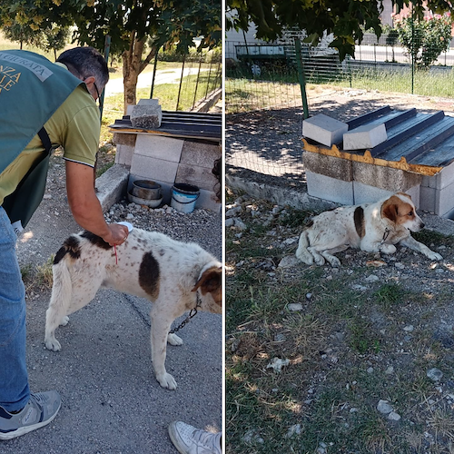 Cane tenuto alla catena ad Oliveto Citra, liberato dai militari. Sanzionato il proprietario