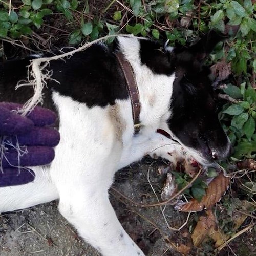 Cane trovato morto con cappio al collo, inaudita crudeltà 