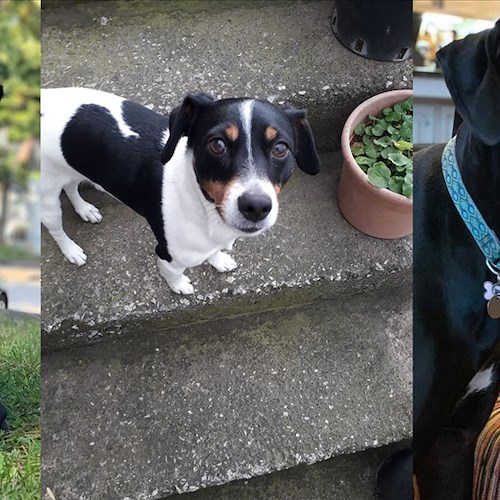 Cani felici, la catena virale che porta il buonumore arriva anche a Positano