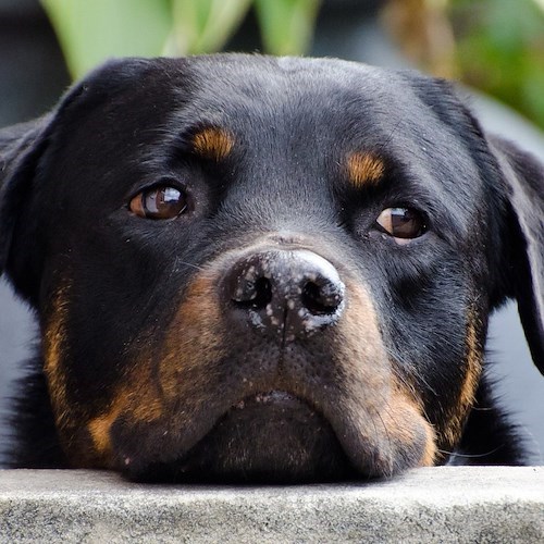 rottweiler<br />&copy; PublicDomainPictures