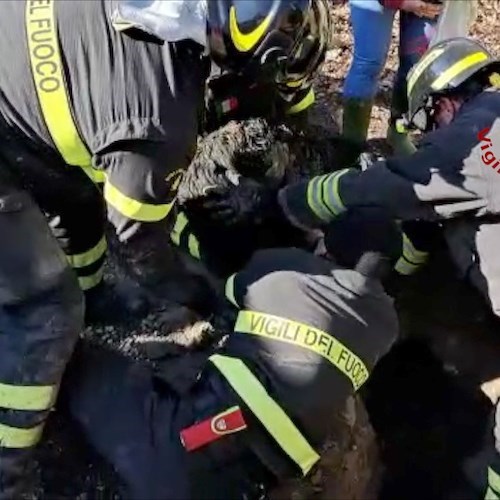 Capannori, cane rimane intrappolato in una tubazione di scolo: intervengono i vigili del fuoco