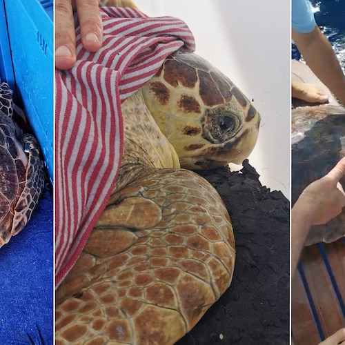 Capri, “Parco Marino” e Guardia Costiera liberano tre tartarughe ferite e curate a Portici /FOTO e VIDEO