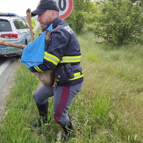 Capriolo ferito lungo l’autostrada A/5: provvidenziale l’intervento della polizia stradale di Torino