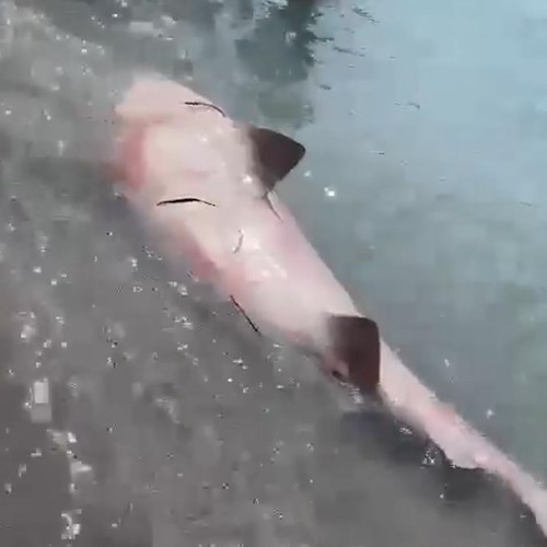 Carcassa di squalo si arena sulla spiaggia a Salerno, incredulità e curiosità tra i bagnanti 