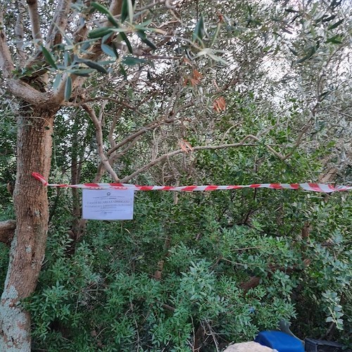 Carcasse di motoveicoli abbandonate in un fondo agricolo, sequestro e denuncia a Praiano