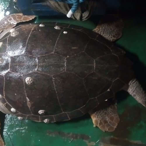 Caretta Caretta impigliata in rete da pesca a Punta Campanella: salvata e chiamata Osimhen, in onore del bomber del Napoli 