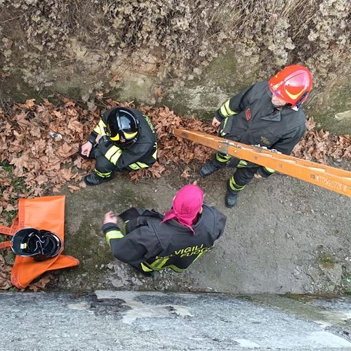 Caselette, capriolo cade in un canale di scolo: percorsi 300 metri sottoterra per soccorrerlo 