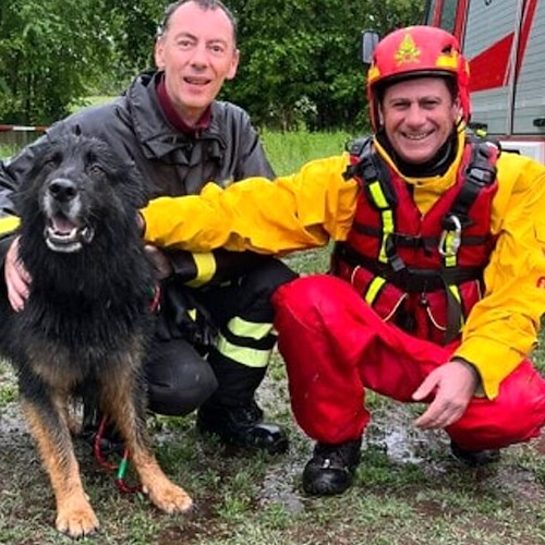Caselle, pastore tedesco rischia di annegare nel fiume Stura: salvato dai vigili del fuoco