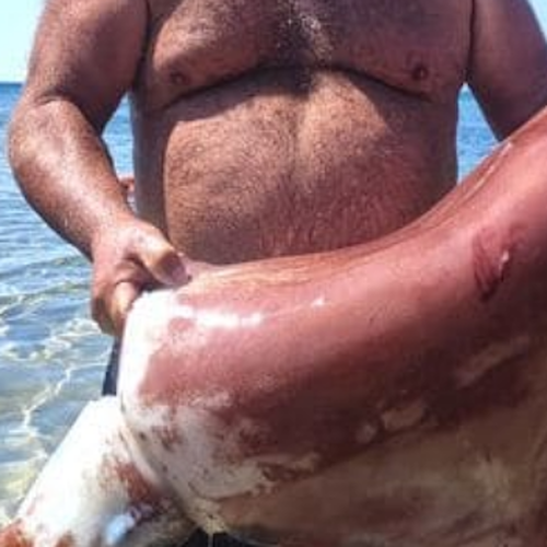 Castelvetrano, calamaro gigante pescato a mani nude nelle acque di Selinunte