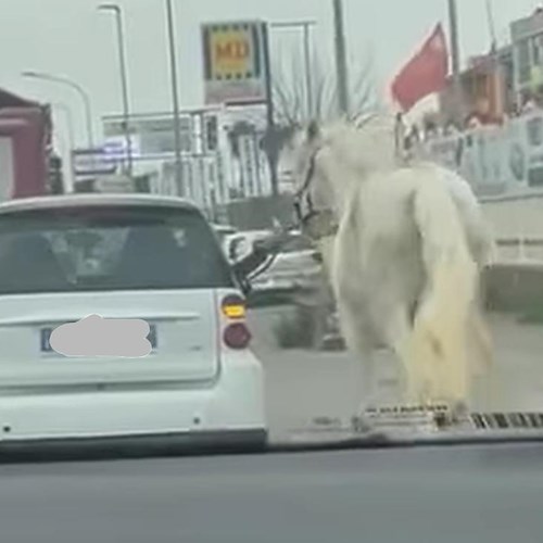 Cavallo trascinato da un’auto nel traffico a Varcaturo: sporta denuncia <br />&copy; Francesco Emilio Borrelli