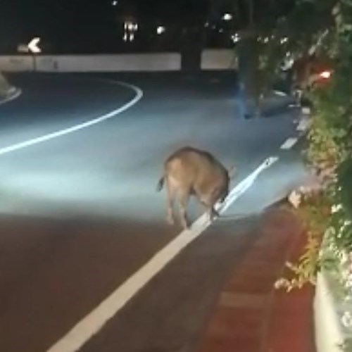 Cinghiale sbuca all'improvviso e viene investito a Cetara, soccorso dagli automobilisti / FOTO 