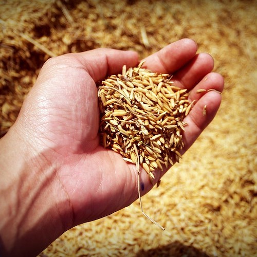 Coldiretti: "Crollo del 15% produzione riso in Italia"