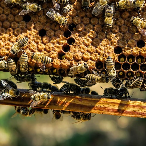 Coldiretti, miele prodotto in Italia nel 2022 ai minimi storici