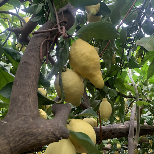 Coldiretti, un italiano su tre sogna figlio agricoltore