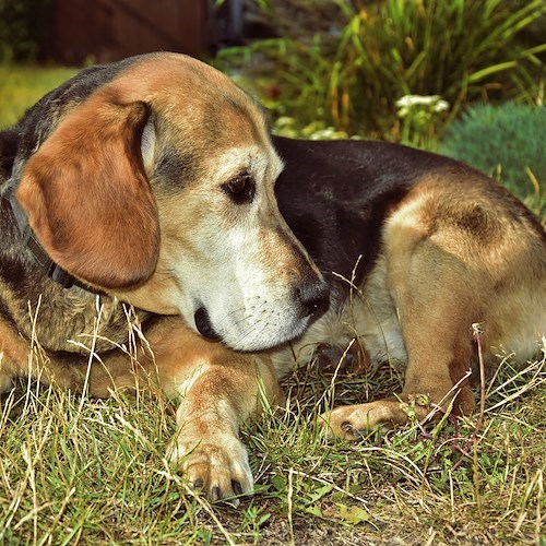 Colico, taglia di 50mila Euro per trovare responsabile avvelenamento del loro cane