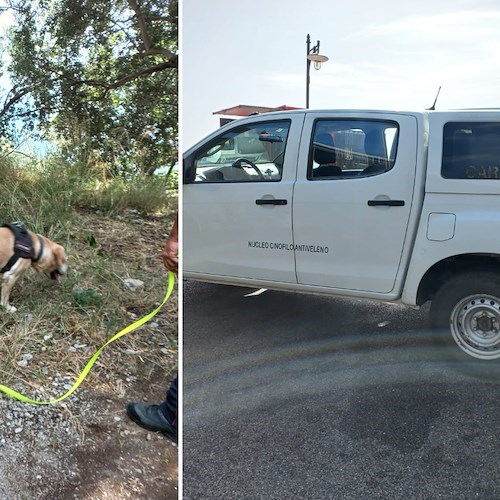 Colonia di gatti avvelenata a Positano: Carabinieri della Forestale a caccia di esche avvelenate