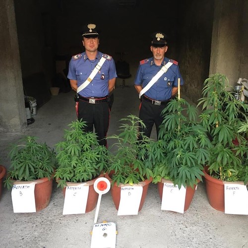 Coltivazione di Marijuana sulle colline di Perdifumo: studente deferito in stato di libertà dai Carabinieri 