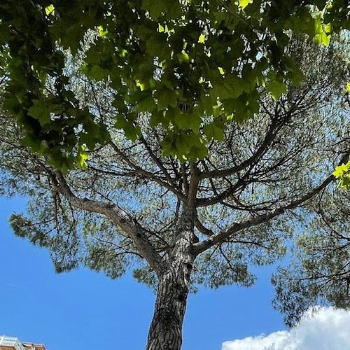 Comune di Positano cataloga 200 alberi, domenica la presentazione del progetto alla cittadinanza