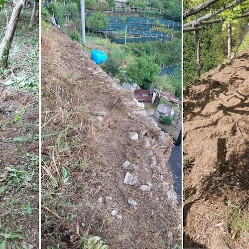 Danni ai terreni agricoli da parte dei cinghiali a Minori