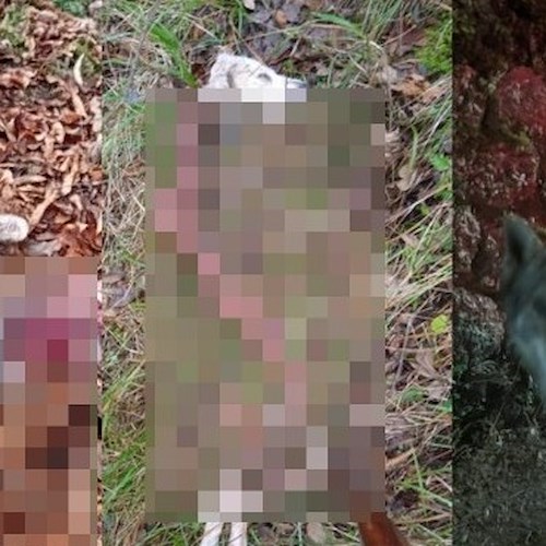 Costa d'Amalfi, nelle zone montane carcasse di animali sbranati dai lupi: massima attenzione<br />&copy; ENPA Costa d'Amalfi