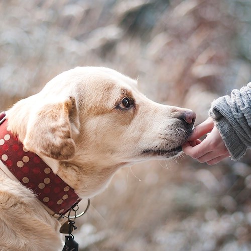 Covid, cani addestrati riconoscono positivi con sensibilità comparabile ai test