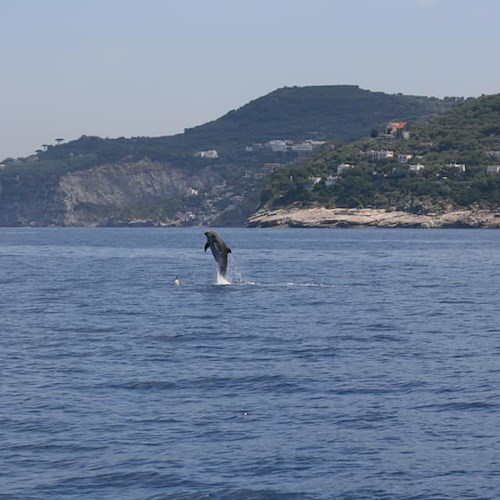 Da Positano a Massa Lubrense, Punta Campanella si conferma area marina "Specialmente Protetta"