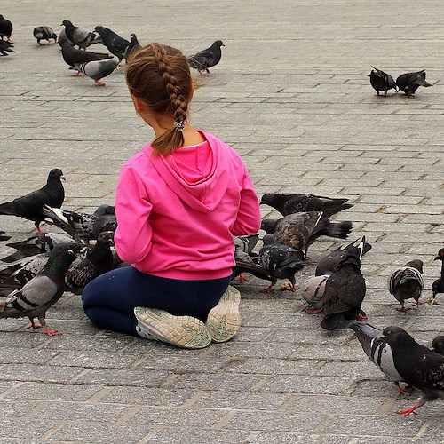 Decoro urbano e igiene, a Praiano ordinanza vieta di distribuire cibo ai piccioni e colombi
