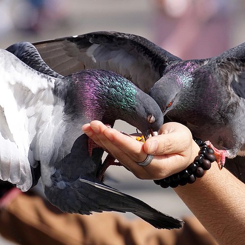 Decoro urbano e igiene, a Praiano ordinanza vieta di distribuire cibo ai piccioni e colombi