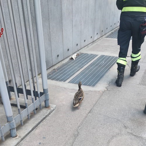 Dodici anatroccoli e la loro mamma restano bloccati in un palazzo: salvati dai vigili del fuoco a Torino 